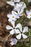 Flowers at Mesa Verde National Park Photography