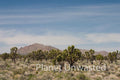 Cacti and Mountain at Mojave National Preserve Stock Photography