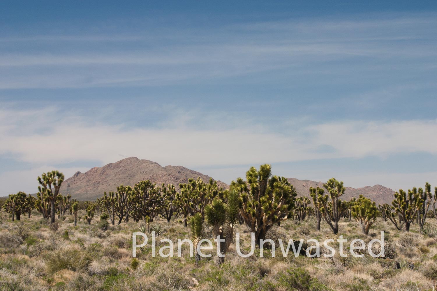 Cacti and Mountain at Mojave National Preserve Stock Photography
