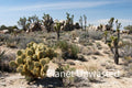 Cacti at Mojave National Preserve Stock Photography