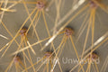 Cactus Closeup at Mojave National Preserve Stock Photography