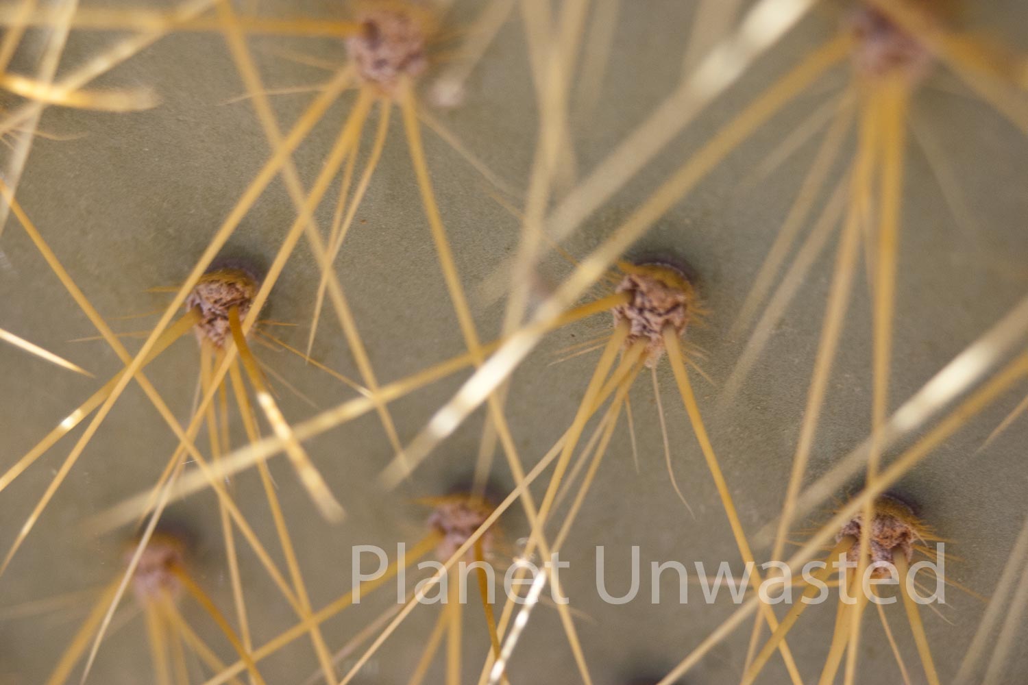 Cactus Closeup at Mojave National Preserve Stock Photography