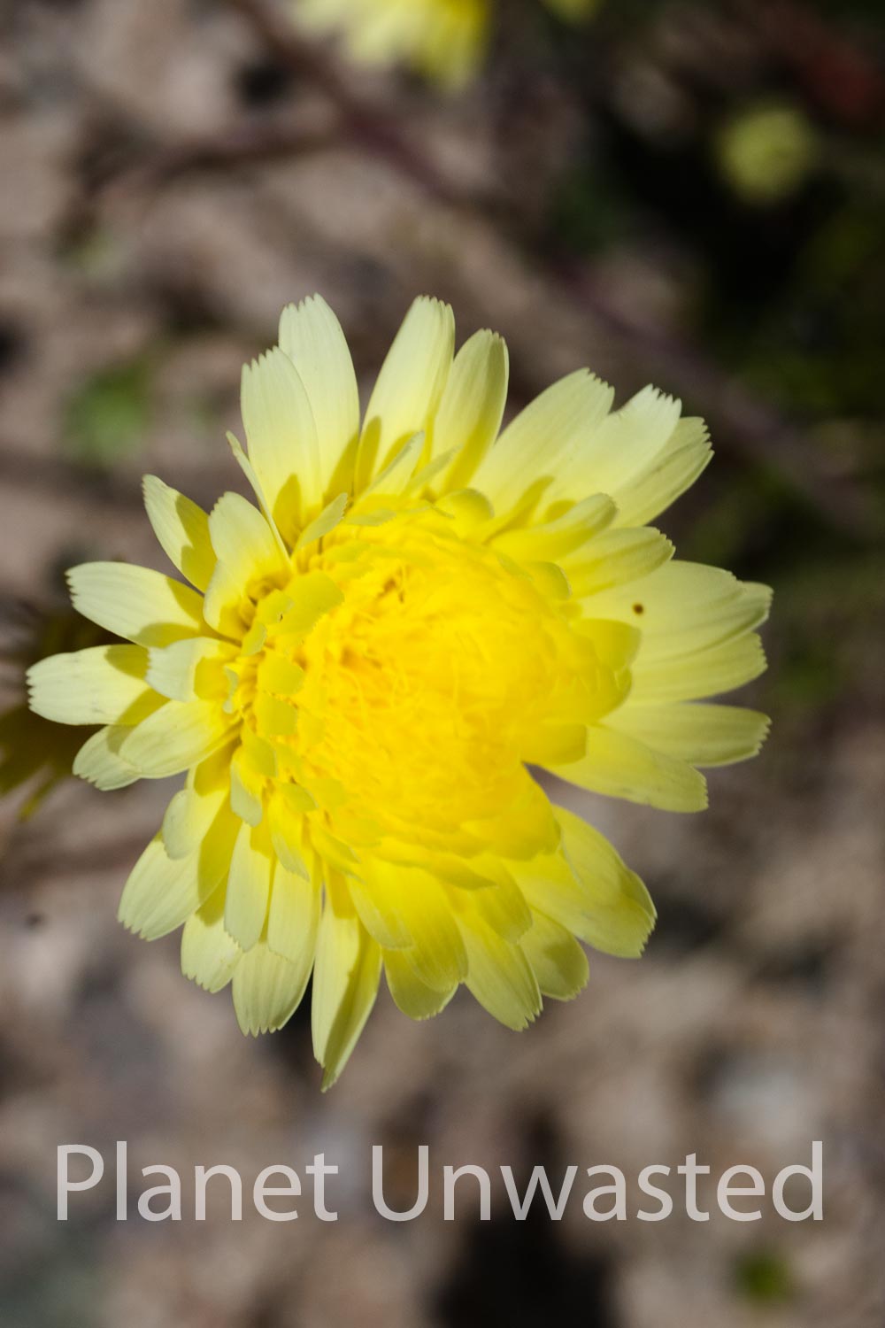 Yellow Flower at Mojave National Preserve Stock Photography