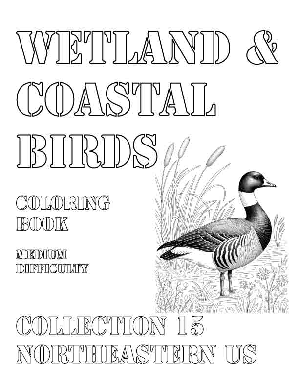 Coloring Book: Wetland and Coastal Birds of the Northeastern US Collection 15