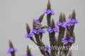 Bee on Purple Flowers at Ottawa National Wildlife Refuge Stock Photography