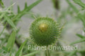 Thistle at Ottawa National Wildlife Refuge Stock Photography