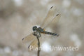 Dragonfly 1 at Ottawa National Wildlife Refuge Stock Photography