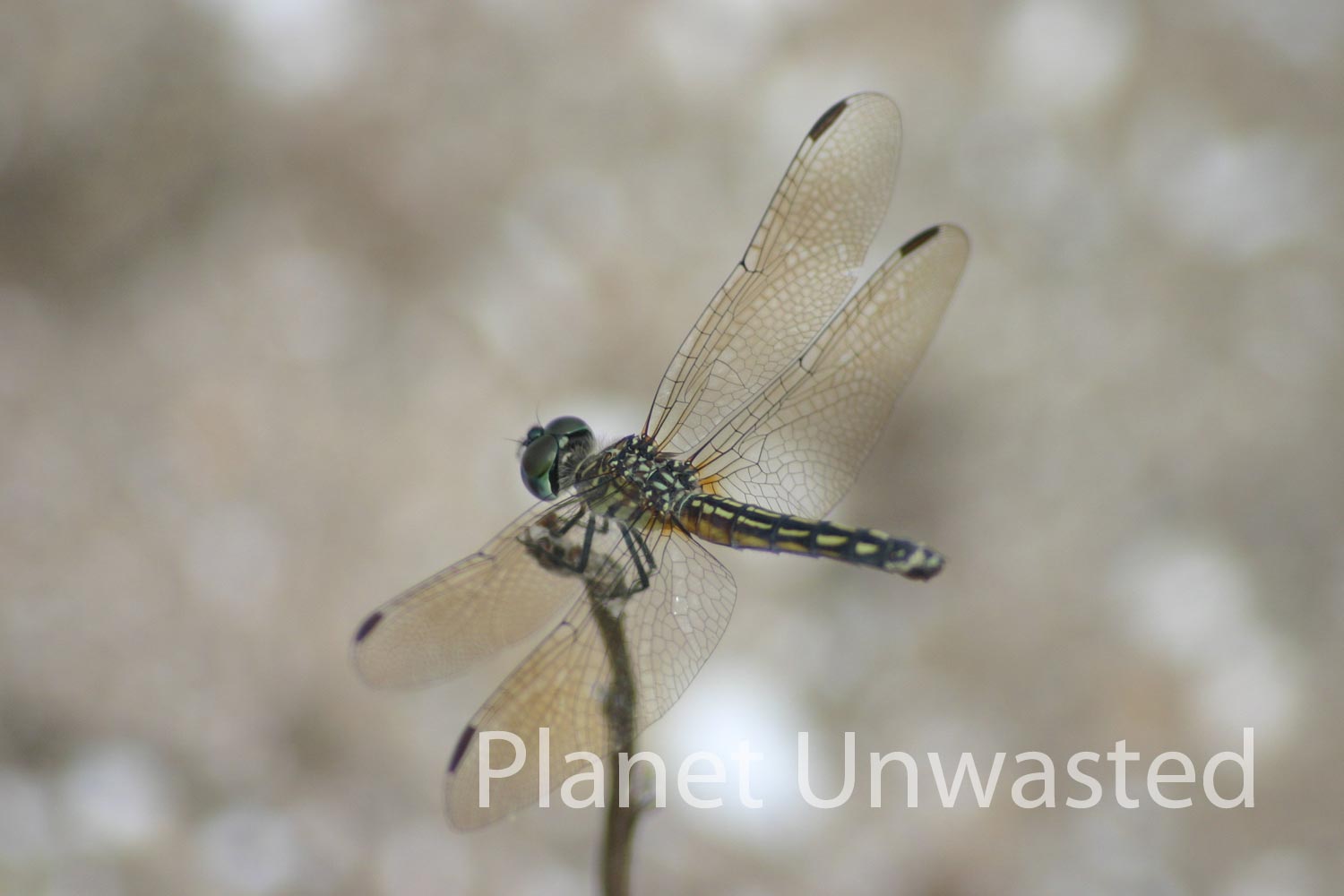 Dragonfly 1 at Ottawa National Wildlife Reserve Stock Photography