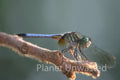 Dragonfly 2 at Ottawa National Wildlife Refuge Stock Photography