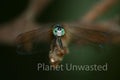 Dragonfly Face at Ottawa National Wildlife Refuge Stock Photography