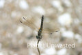 Dragonfly Headstand at Ottawa National Wildlife Refuge Stock Photography