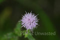 Pink Flower at Ottawa National Wildlife Refuge Stock Photography