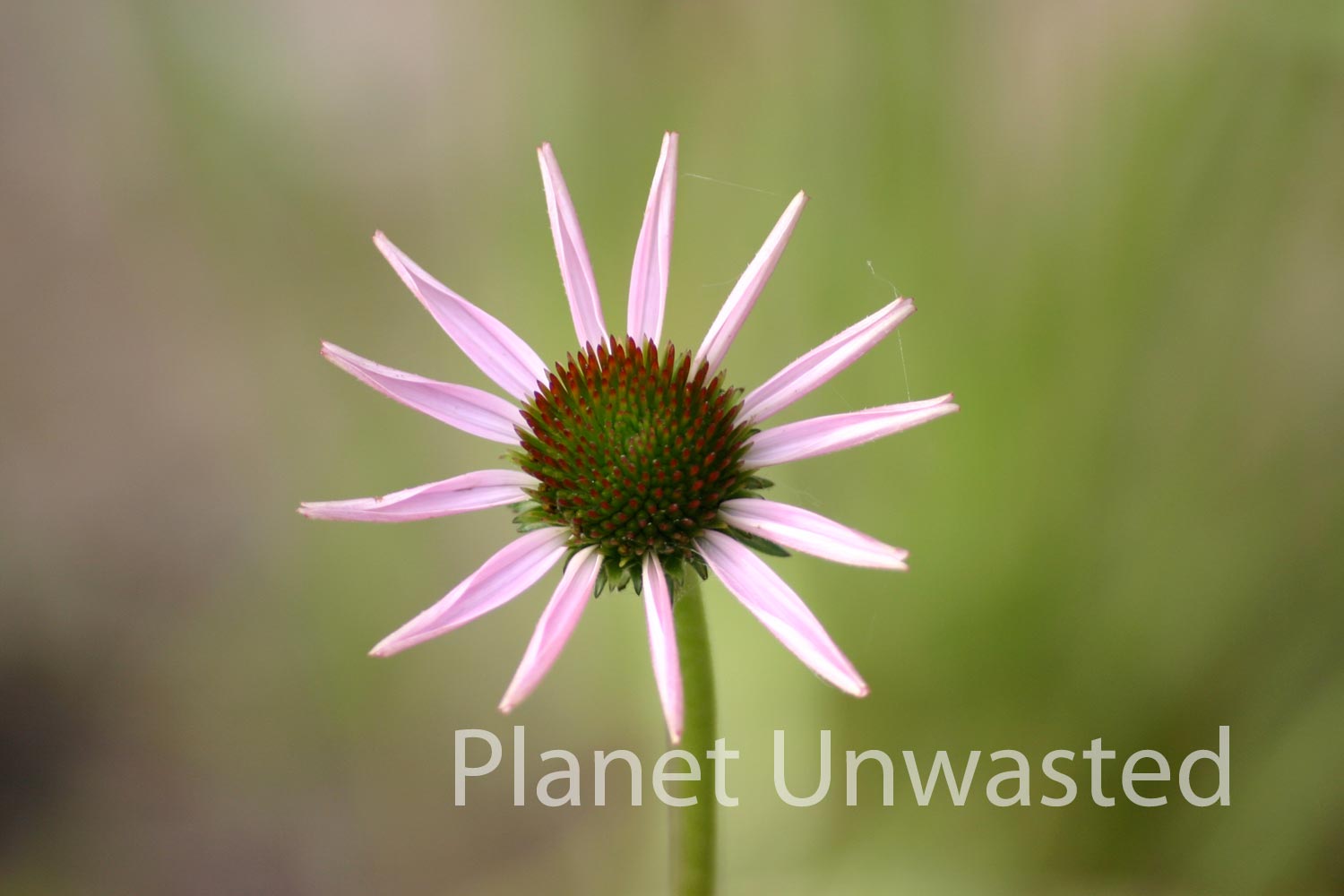 Unfurling Flower at Ottawa National Wildlife Reserve Stock Photography