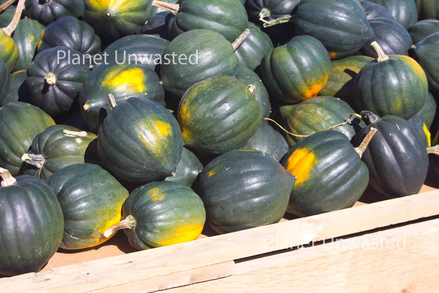 Acorn Squash Stock Photography, Crafting Background