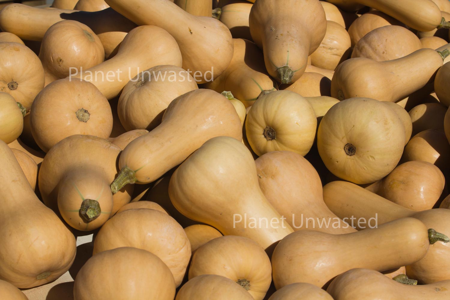 Butternut Squash Stock Photography, Crafting Background