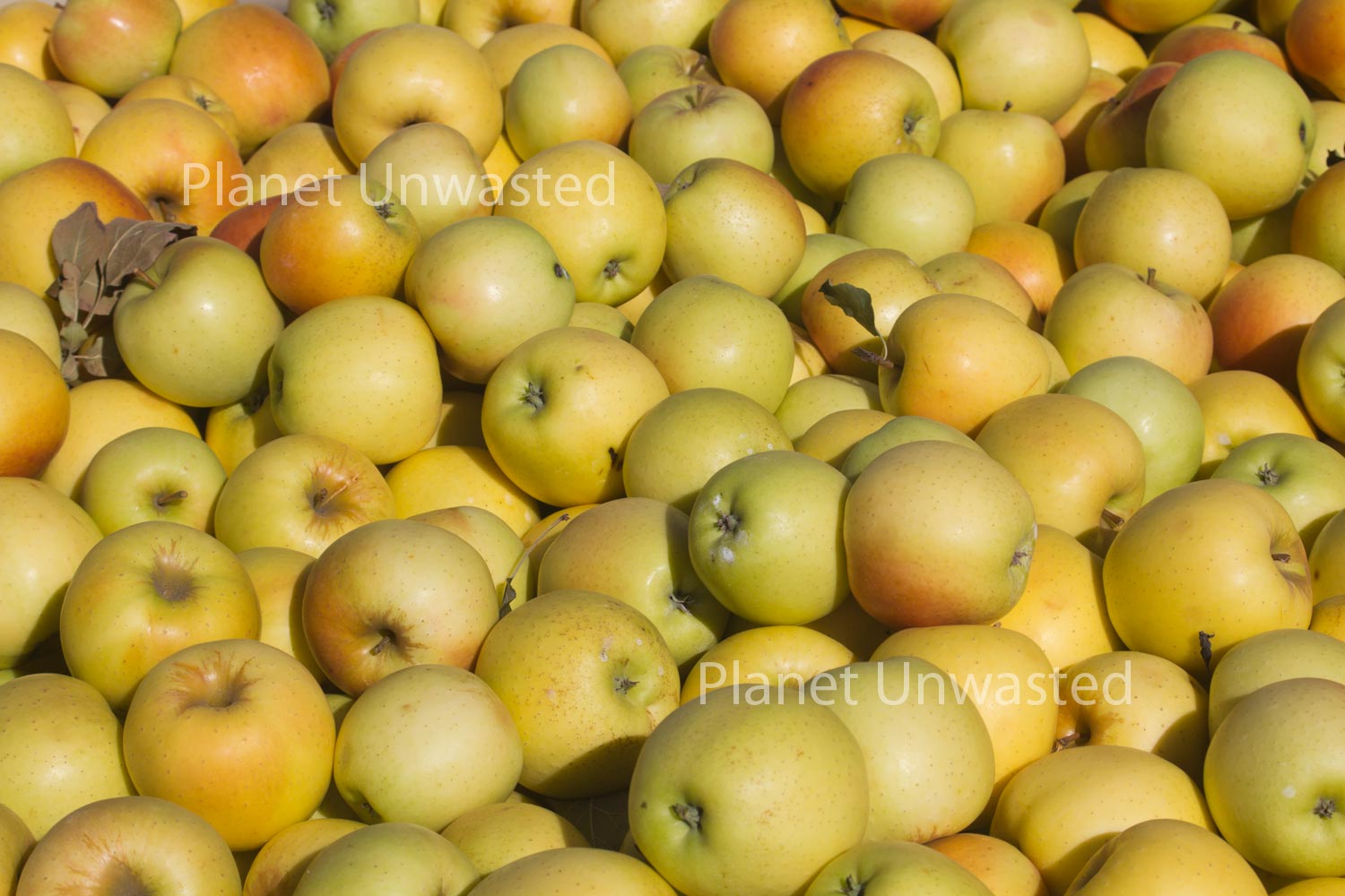Golden Delicious Apples Stock Photography, Crafting Background