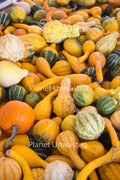 Gourds Vertical Stock Photography, Crafting Background, Junk Journaling