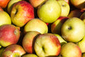 Macintosh Apples Stock Photography, Crafting Background, Junk Journaling