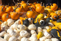 Mini Pumpkins and Gourds Stock Photography, Crafting Background
