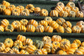 Mini Pumpkins on a Shelf Stock Photography, Crafting Background