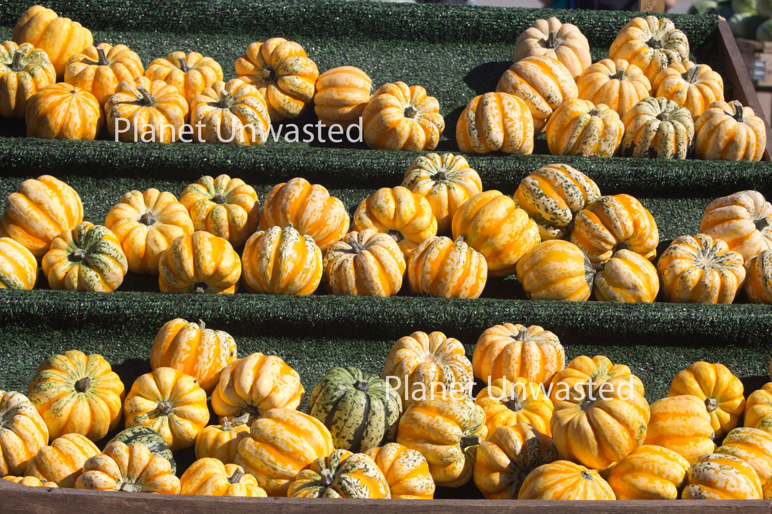 Mini Pumpkins on a Shelf Stock Photography, Crafting Background