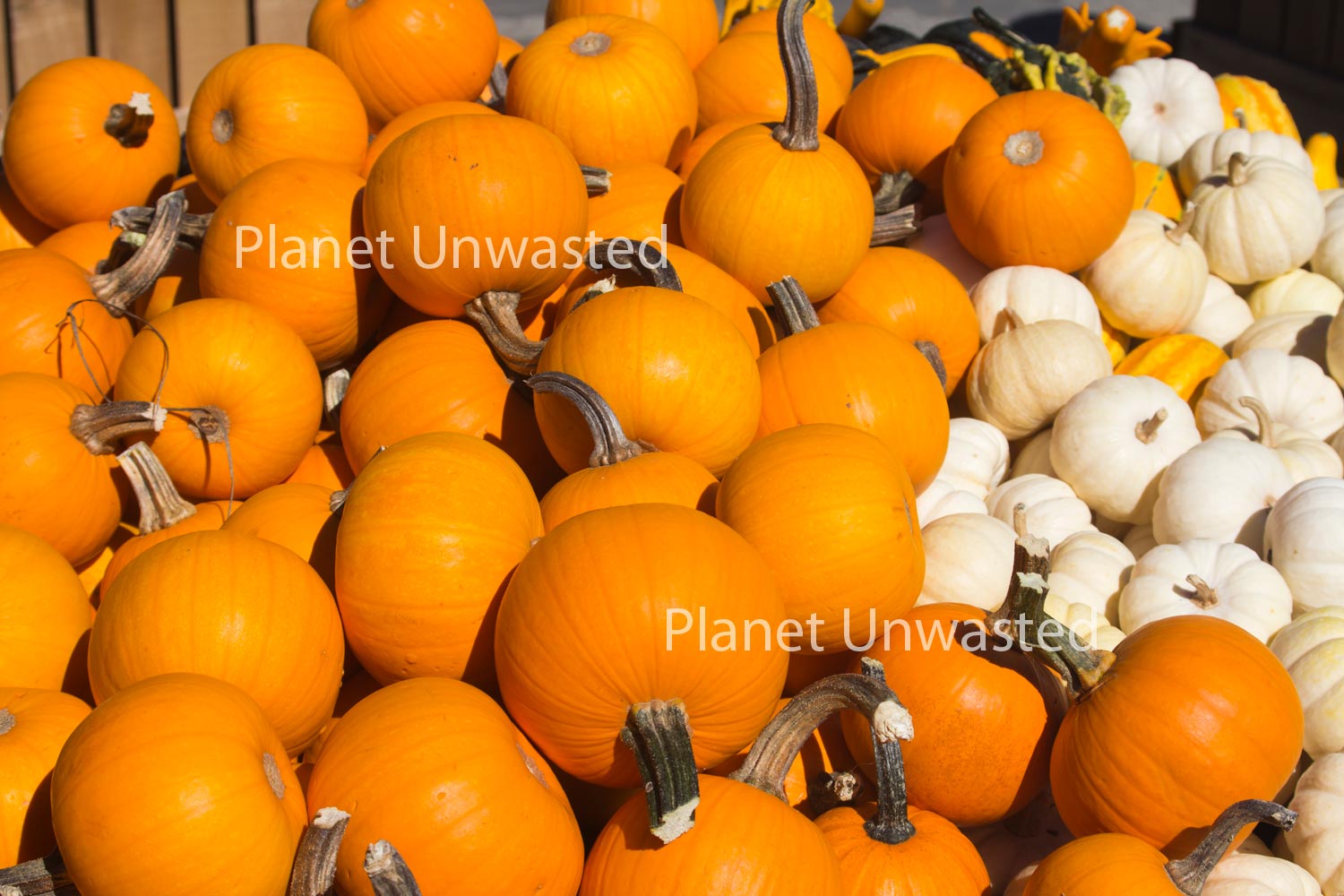Mini Pumpkins Stock Photography, Crafting Background, Junk Journaling