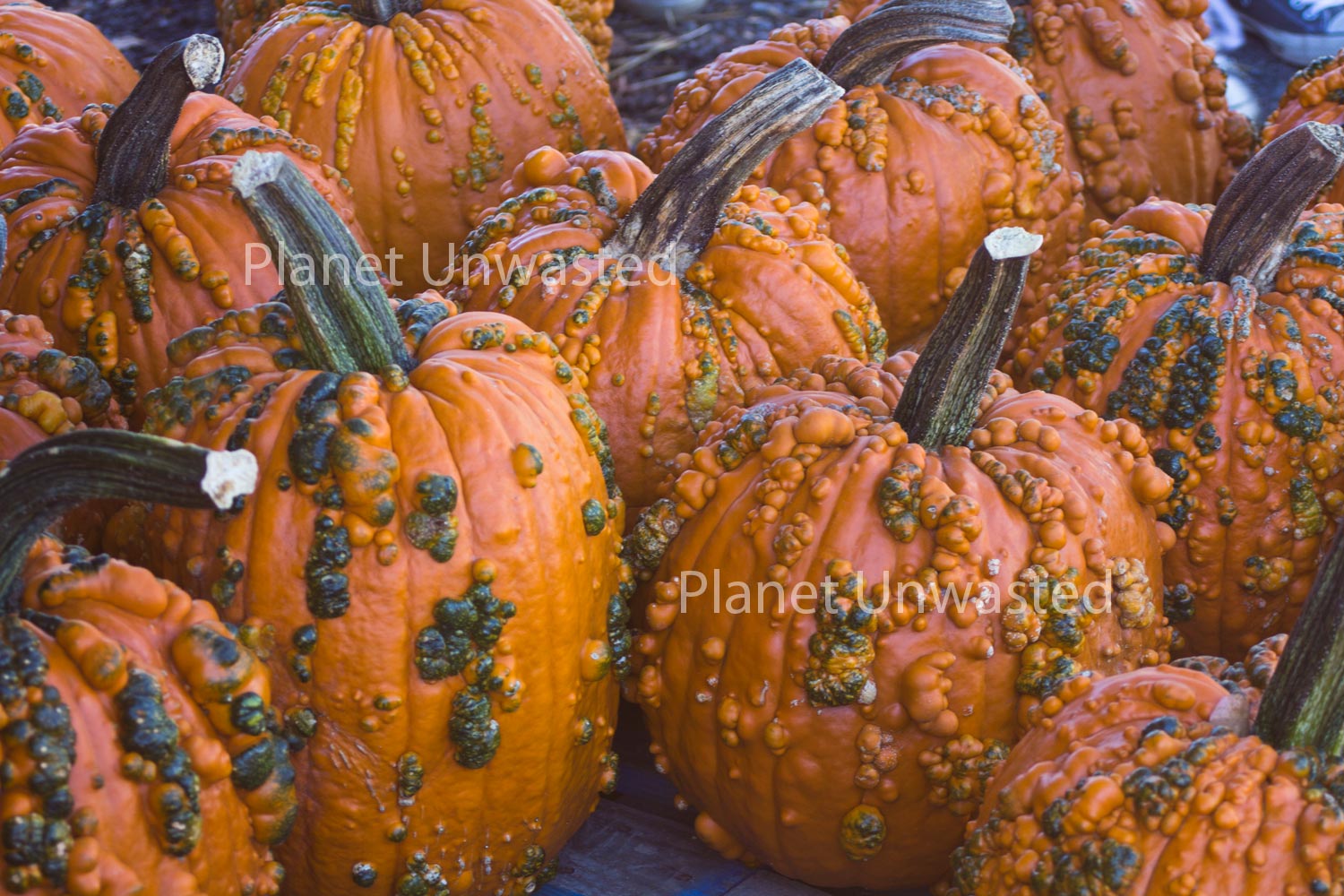Bumpy Pumpkins Stock Photography, Crafting Background, Junk Journaling