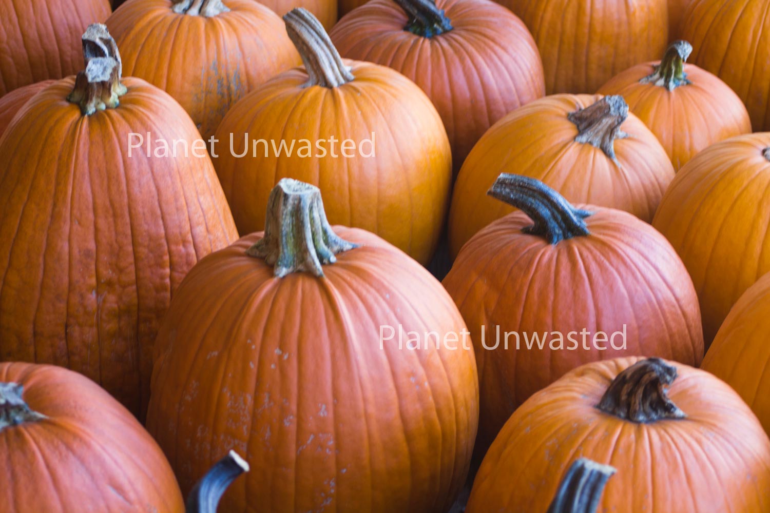 Pumpkins Stock Photography, Crafting Background, Junk Journaling