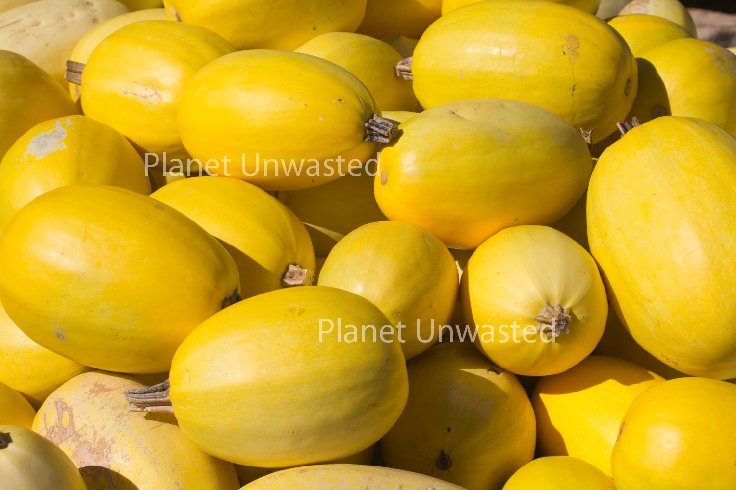 Spaghetti Squash Stock Photography, Crafting Background
