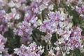 Purple Flowers at Petrified Forest National Park Stock Photography