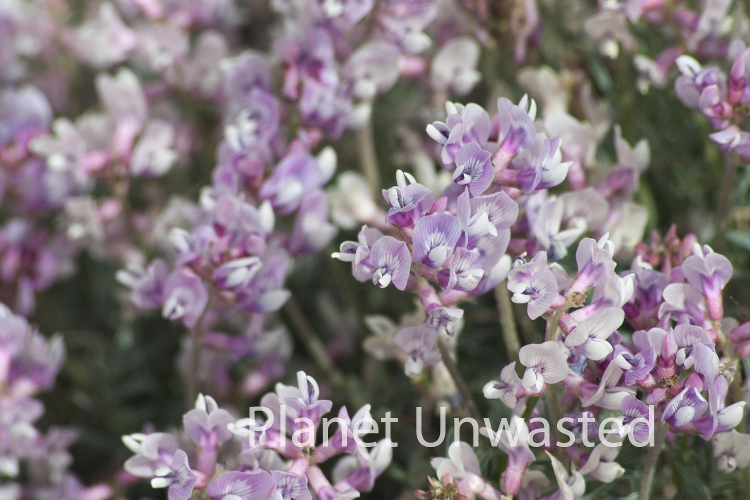 Purple Flowers at Petrified Forest National Park Stock Photography