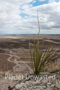 Plant at Petrified Forest National Park Stock Photography