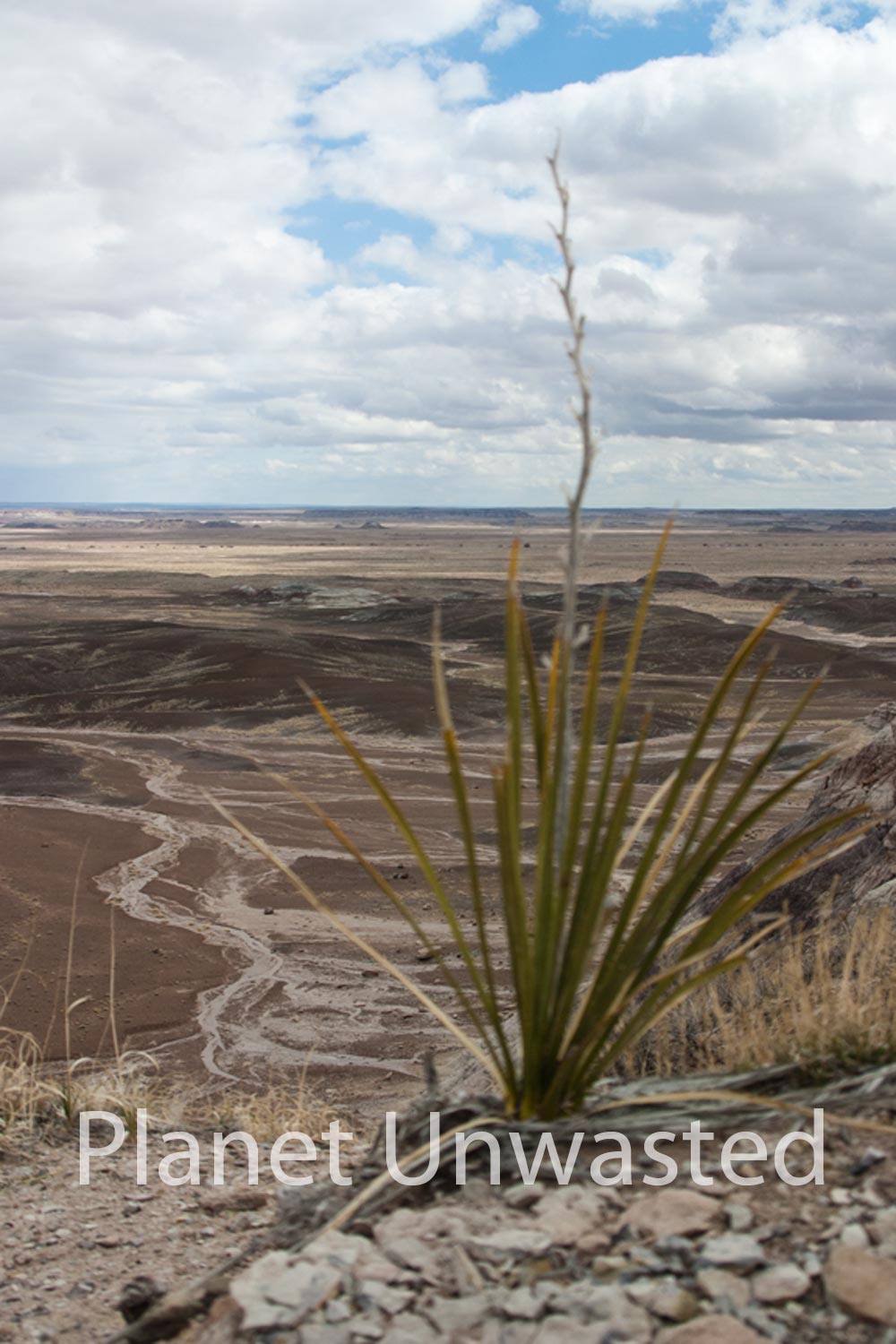 Plant at Petrified Forest National Park Stock Photography