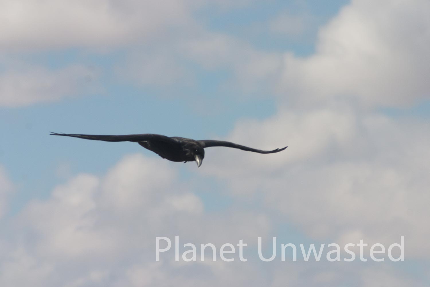 Raven at Petrified Forest National Park Stock Photography
