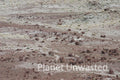Forest at Petrified Forest National Park Stock Photography