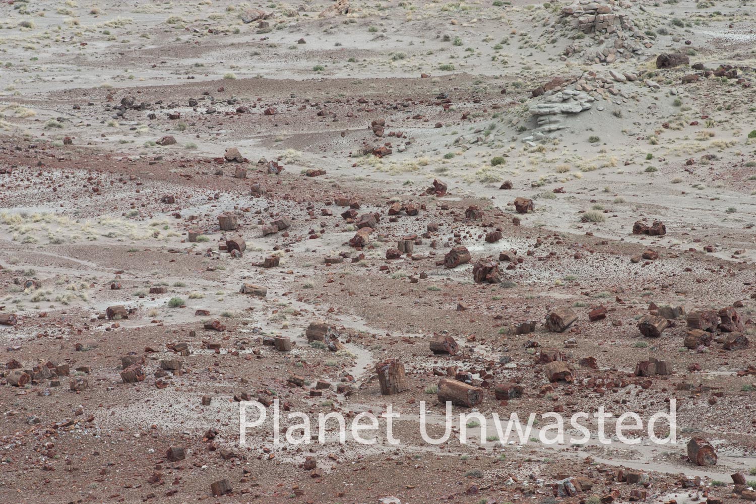 Forest at Petrified Forest National Park Stock Photography