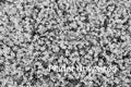 Purple Flower Patch Black and White Texture Original Photograph