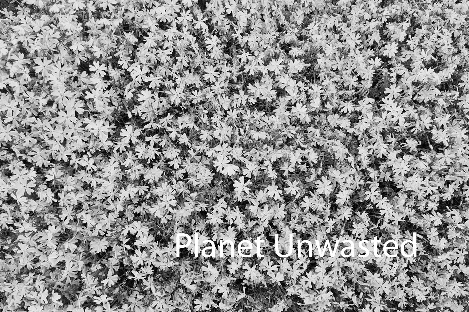 Purple Flower Patch Black and White Texture Original Photograph