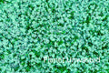 Purple Flower Patch Blue-Green Texture Original Photograph