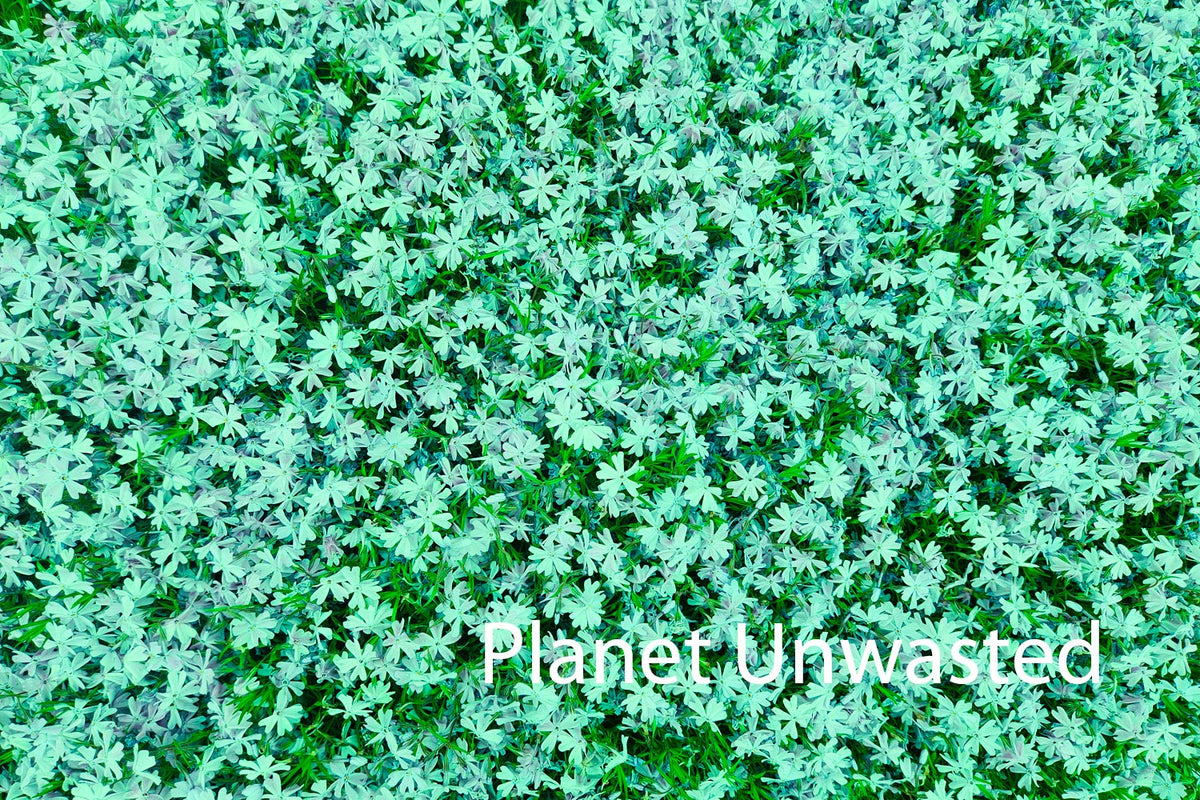 Purple Flower Patch Blue-Green Texture Original Photograph