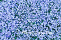 Purple Flower Patch Blue Texture Original Photograph