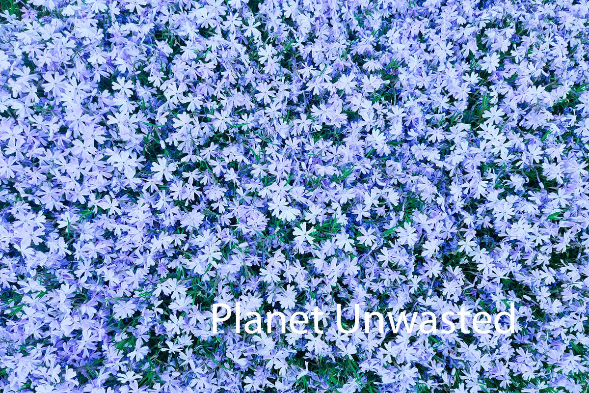 Purple Flower Patch Blue Texture Original Photograph