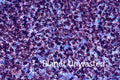 Purple Flower Patch Inverted Purples and Blues Texture Original Photograph
