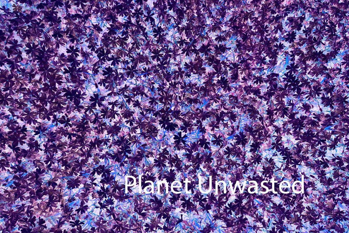 Purple Flower Patch Inverted Purples and Blues Texture Original Photograph