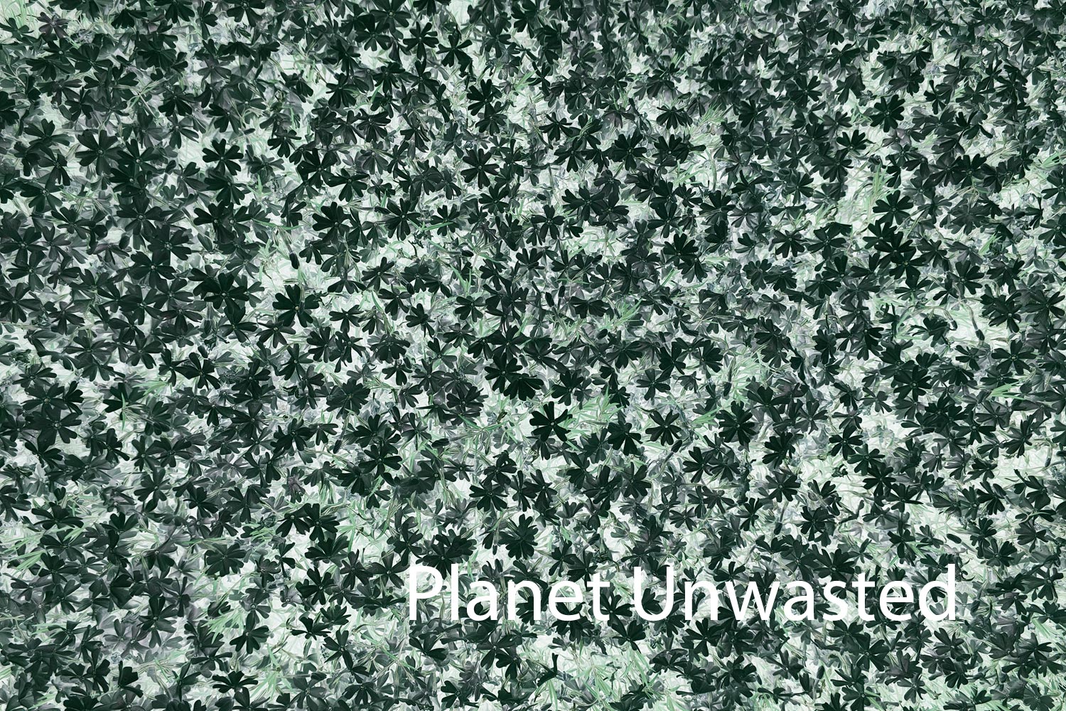 Purple Flower Patch Inverted Grays and Greens Texture Original Photograph