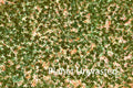 Purple Flower Patch Inverted Greens and Oranges Texture Original Photograph