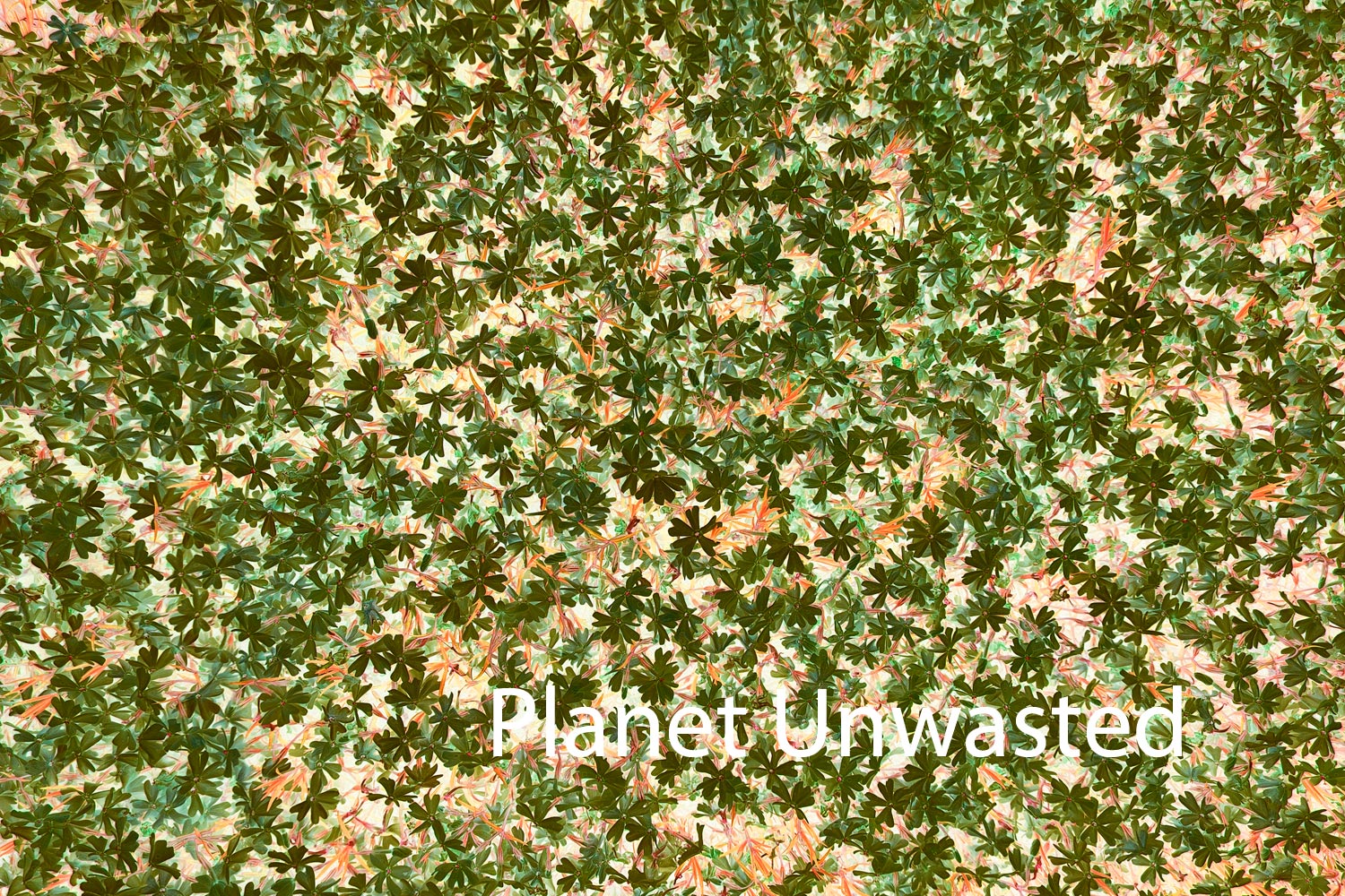 Purple Flower Patch Inverted Greens and Oranges Texture Original Photograph