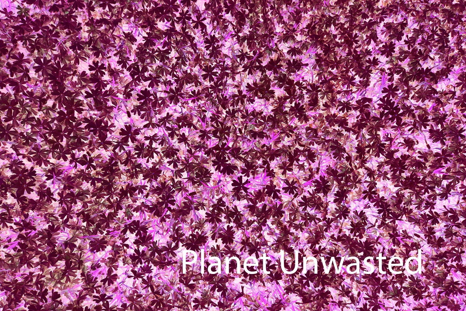 Purple Flower Patch Inverted Pinks Texture Original Photograph