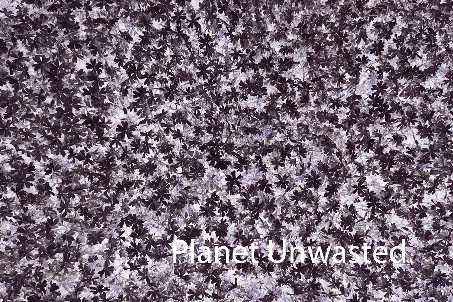 Purple Flower Patch Inverted Purplish Grays Texture Original Photograph