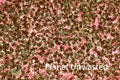 Purple Flower Patch Inverted Red and Brown Texture Original Photograph